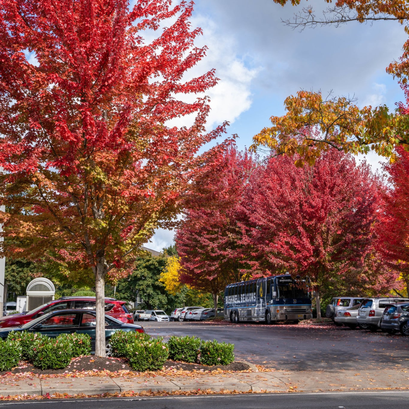 parking lot with trees sprouting spring colors