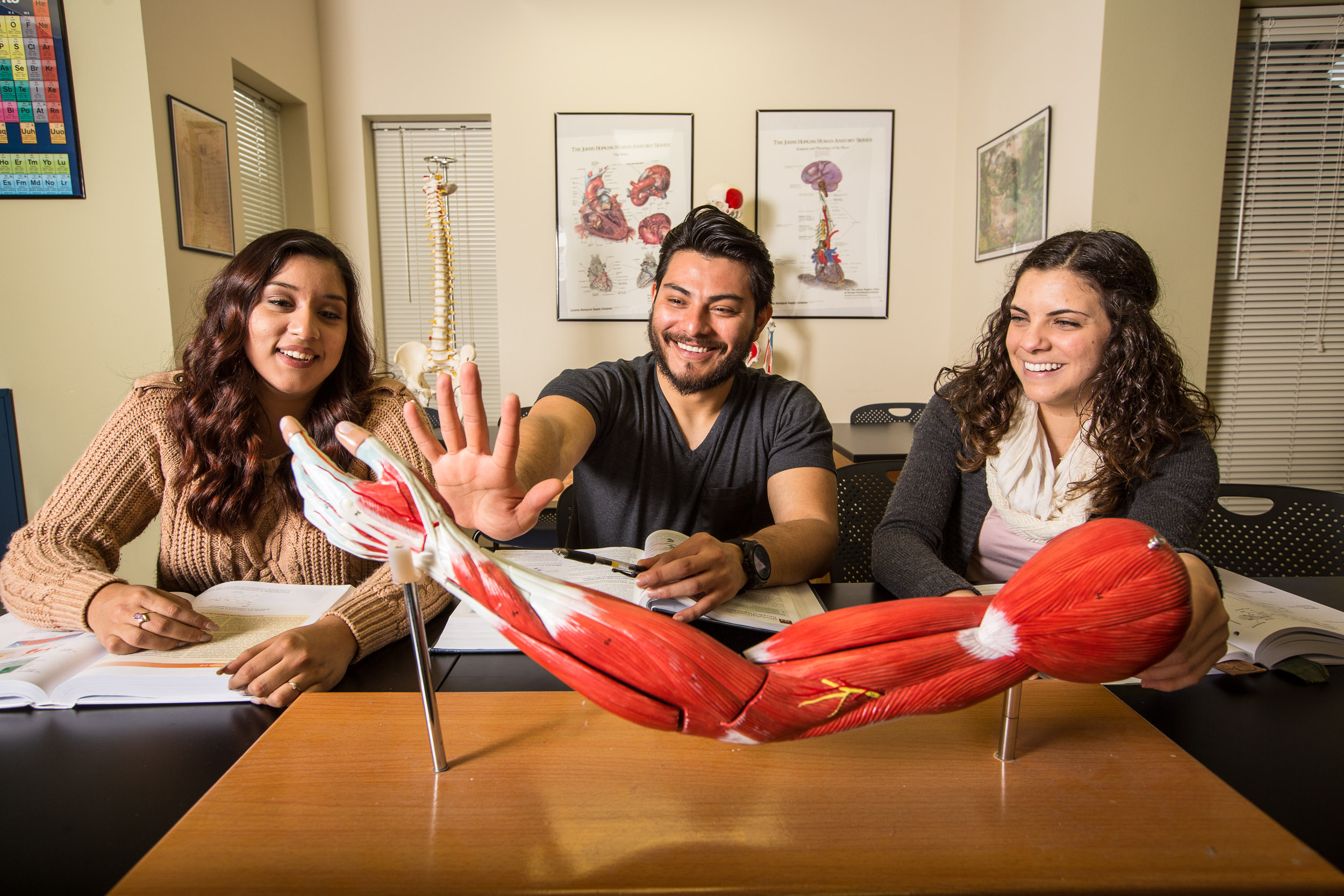 Biology students studying a muscle anatomy model together in a classroom