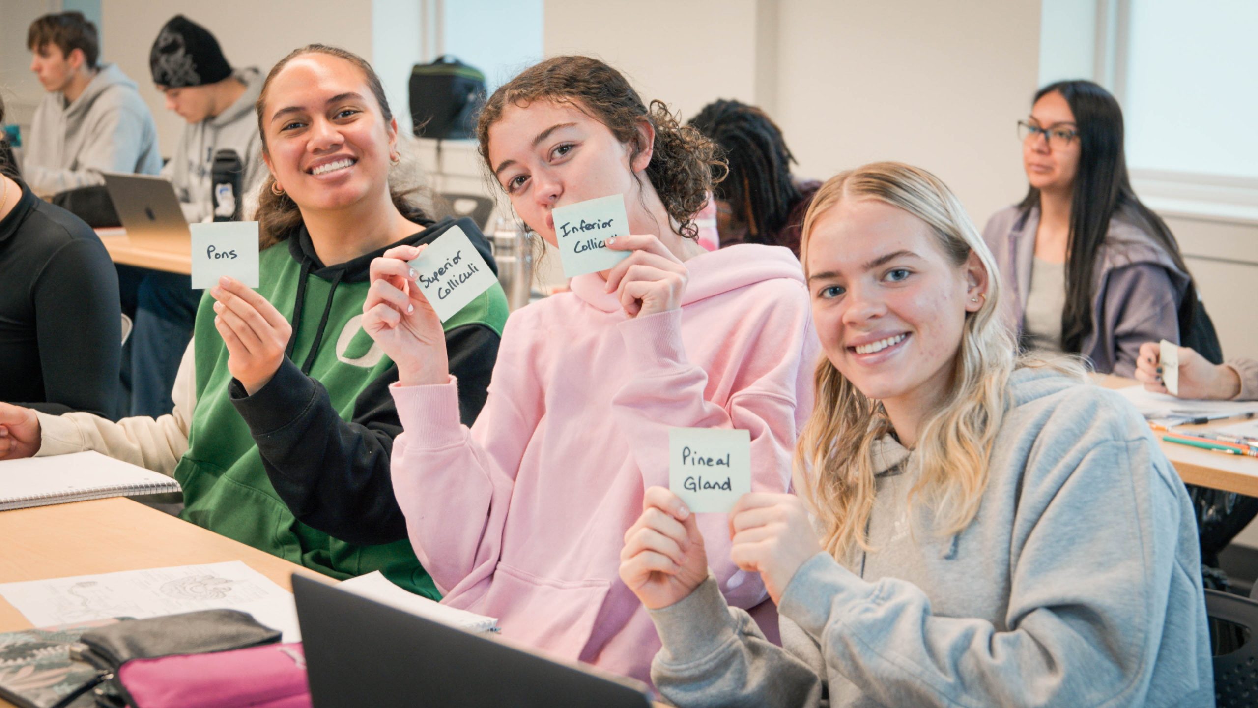 Psychology class students participate in labeling sections of a human brain