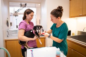 Veterinary clinic intern bandages a small dog's paw with assistant help