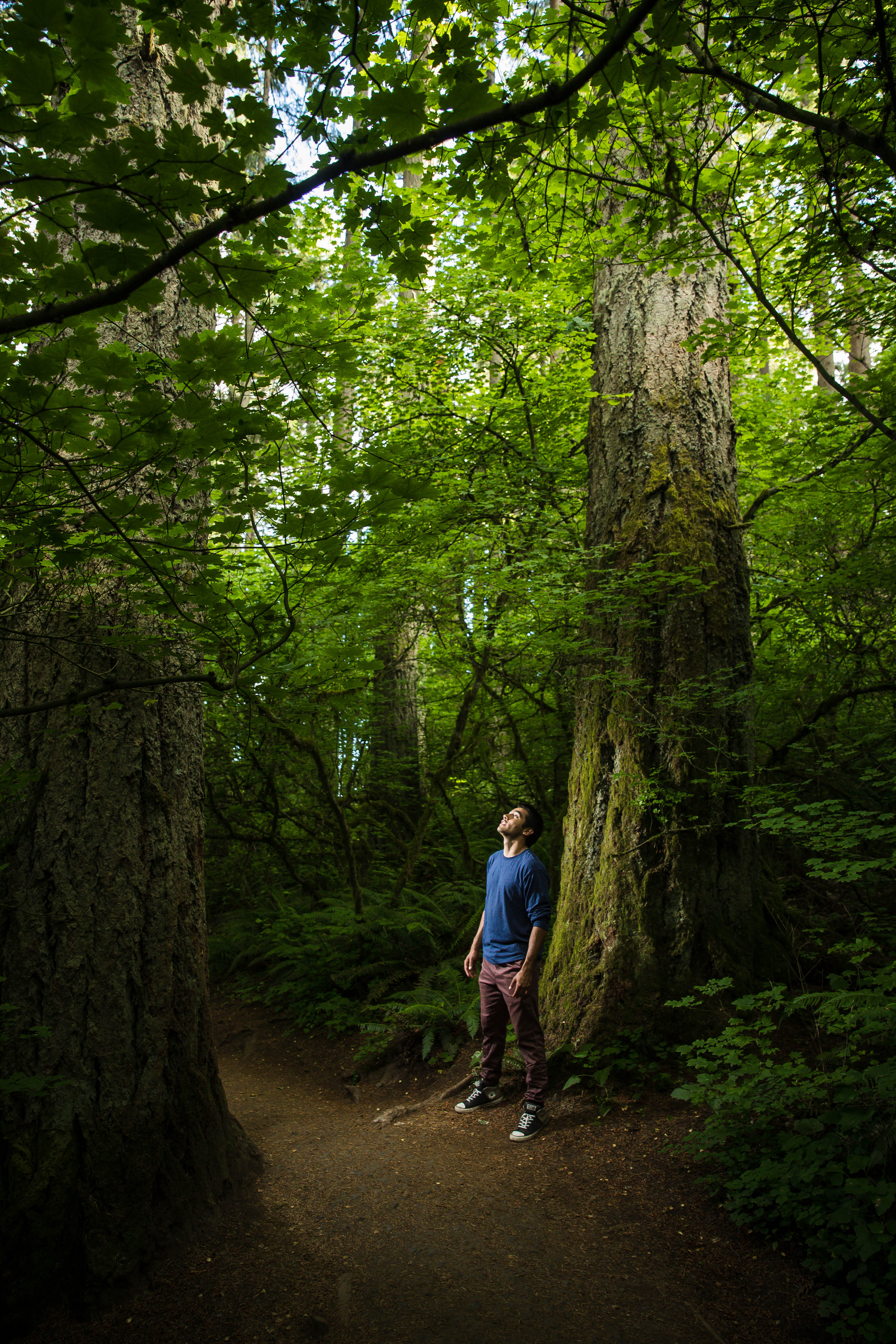 Bushnell University standing among towering old-growth trees on a forest trail in Oregon.