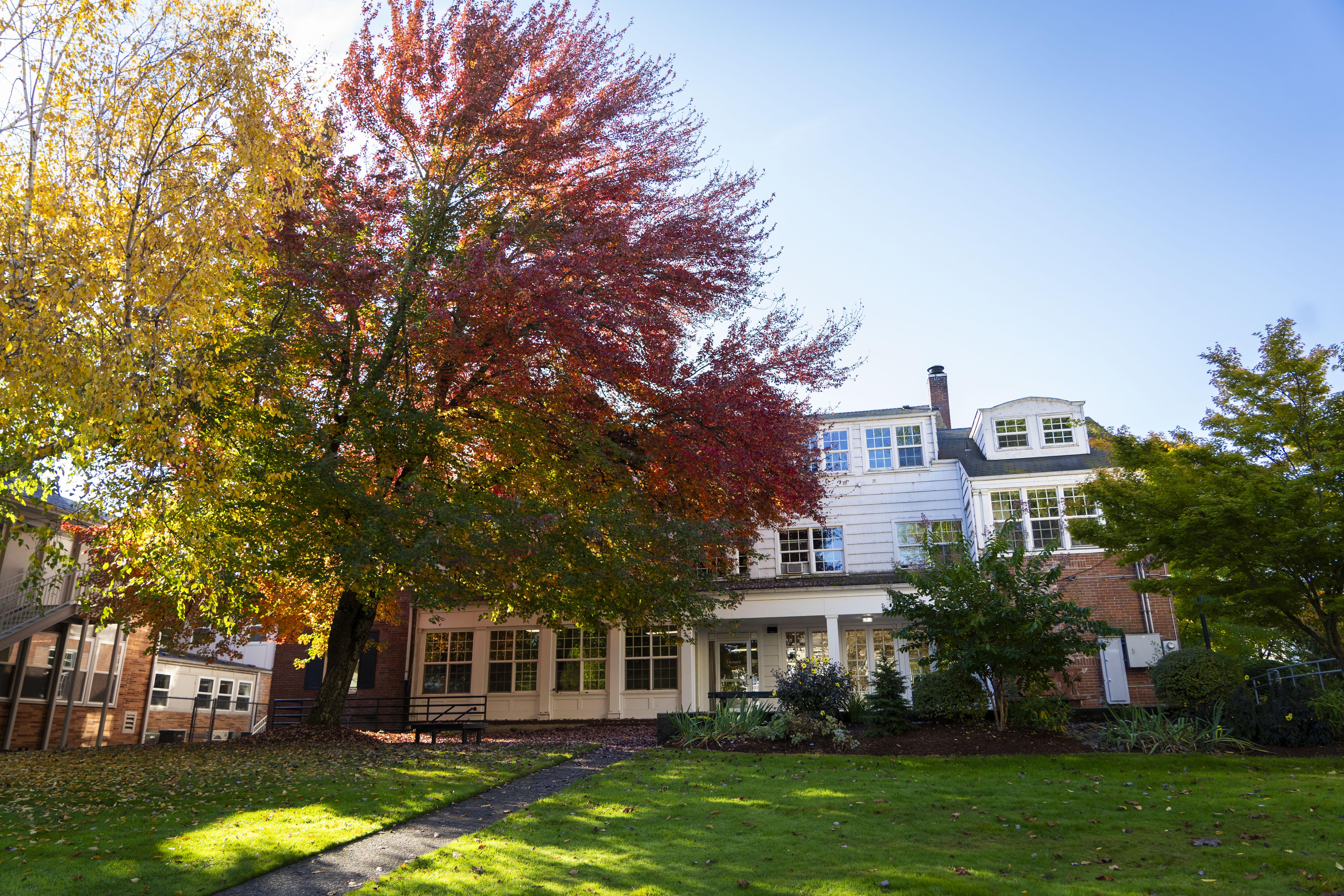 Fall campus photo with a tree of transitioning yellow, red, and green leaves next to a white wood campus building.