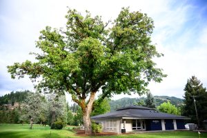 Bushnell University's Golf Player Development Center with a large tree and landscaped grounds.